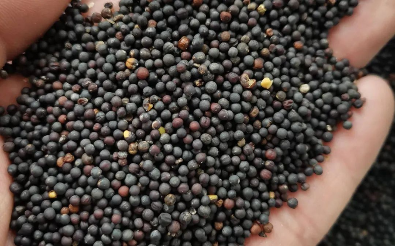 70592496.png wKiM92eqrS6AKAiOAA8jhYR_90o245.png